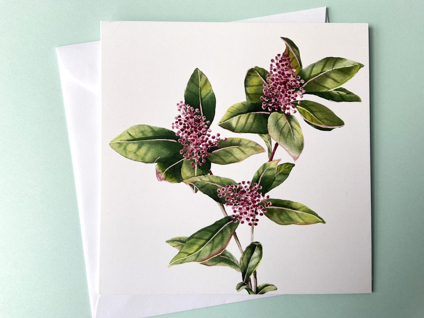 Kaart Skimmia bloem