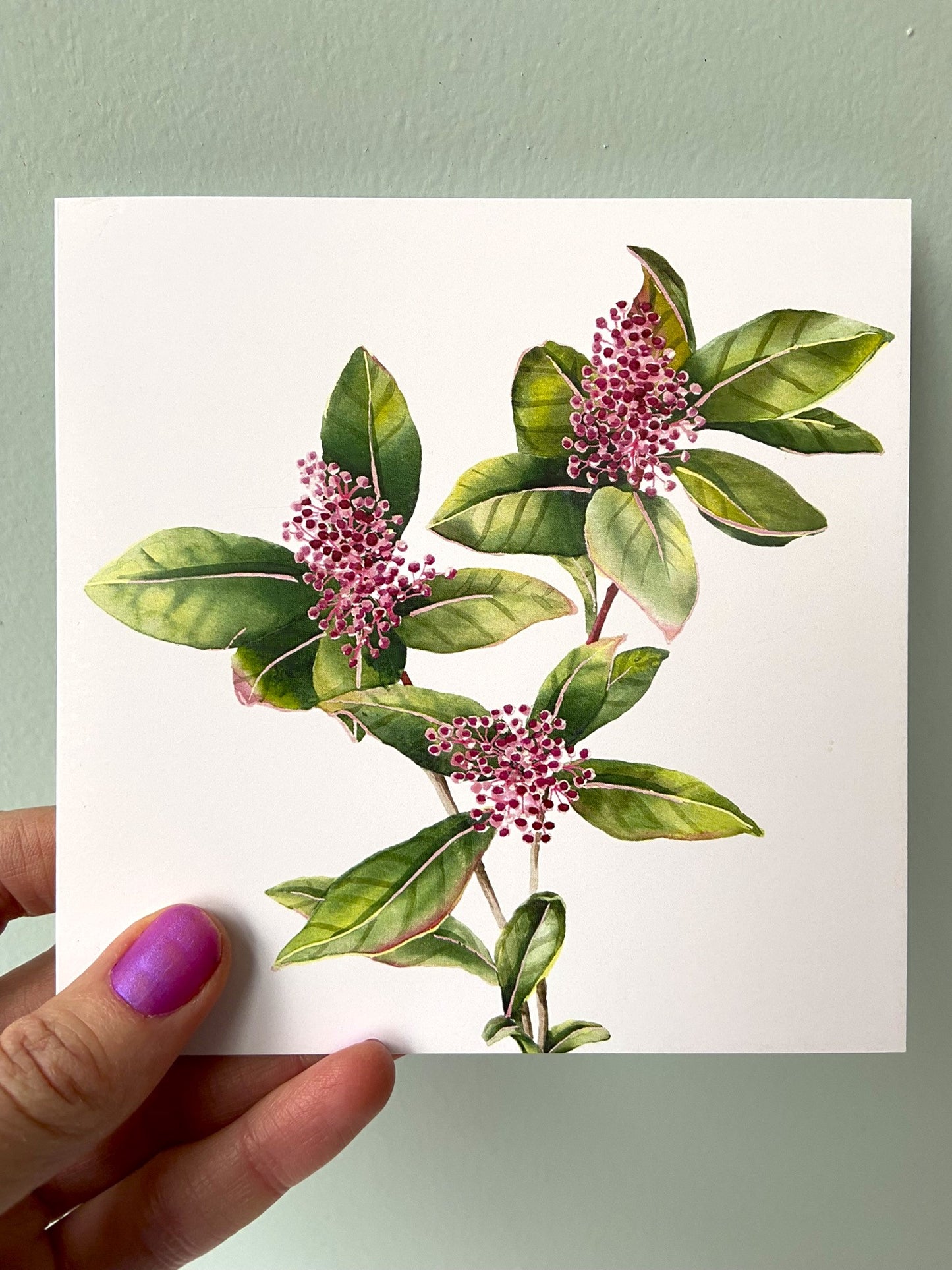 Kaart Skimmia bloem